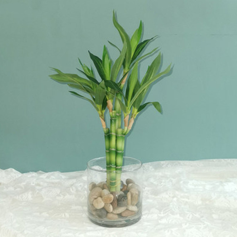 Aquarium Fish Buy - Nova Planta Artificial de Bambu da
