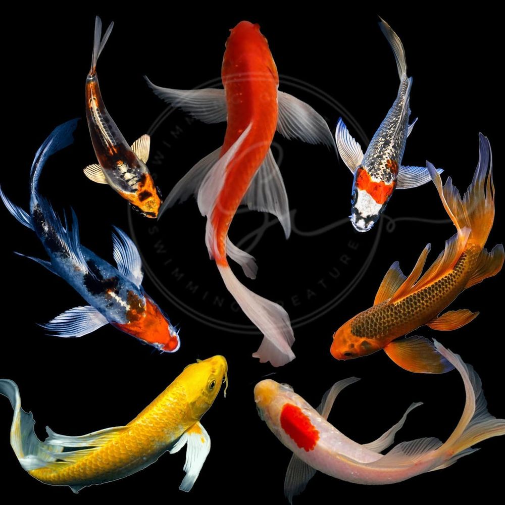 Live Fish Aquarium - Peixes Koi Vivos em Cores Sortidas