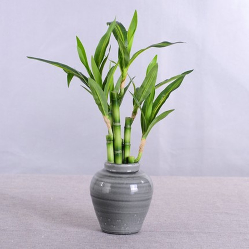 Nova Planta Artificial de Bamb - Aquarium Fish Buy avaliação e preço