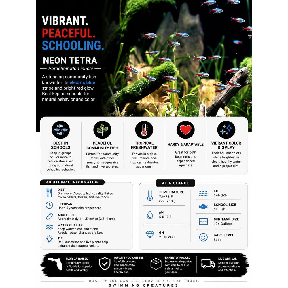 Peixe Neon Tetra de Água Doce  - Tetra Fish In Aquarium avaliação e preço