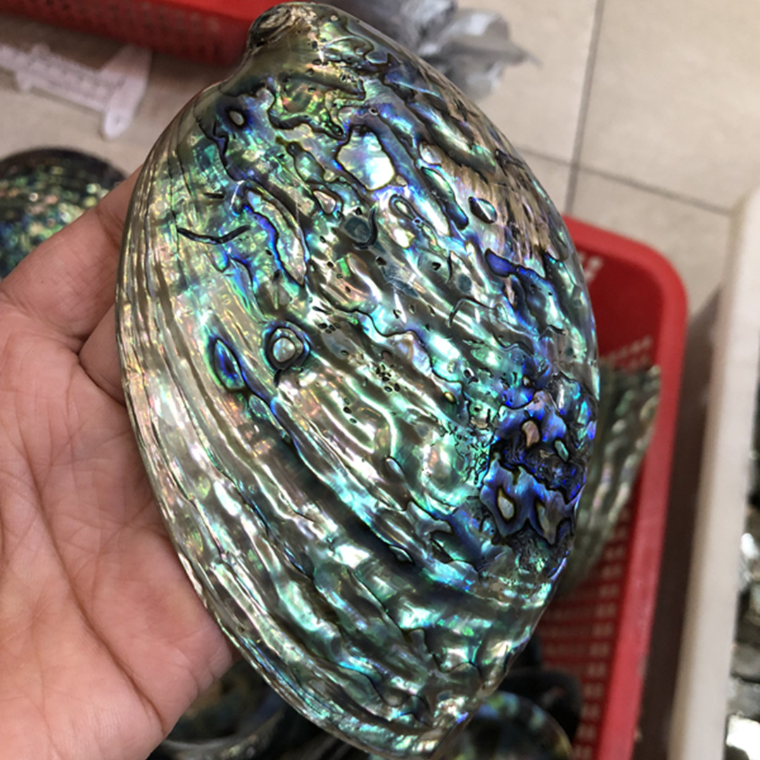 Nova Zelândia Polido Abalone S - Aquarium Fish New Zealand avaliação e preço