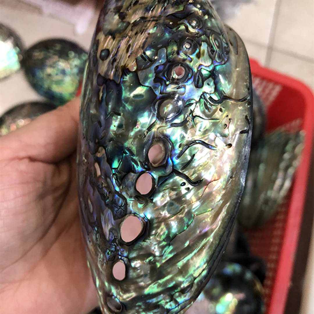 Nova Zelândia Polido Abalone S - Aquarium Fish New Zealand avaliação e preço